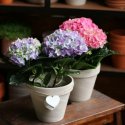 Гортензия в горшке