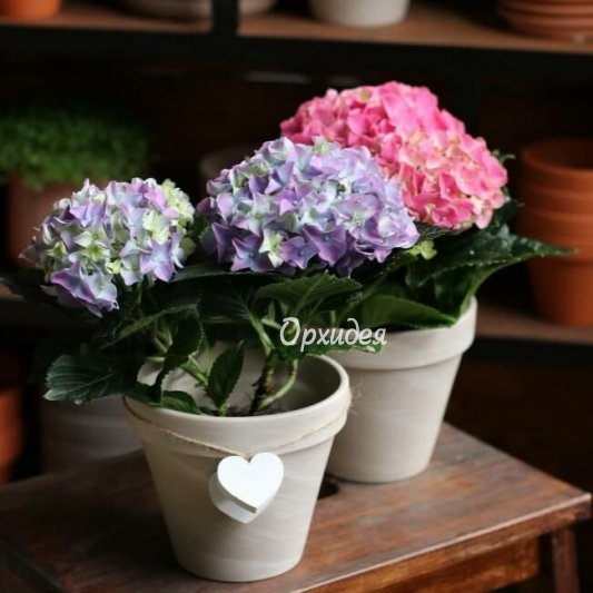 Гортензия в горшке