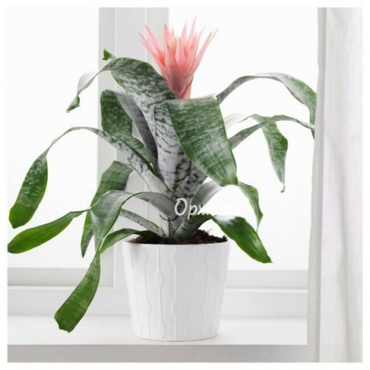 Эхмея в горшке