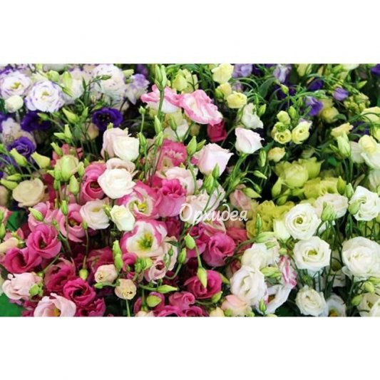 Эустома/Лизиантус