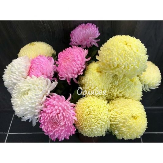 Хризантема одноголовая  (Антонов)