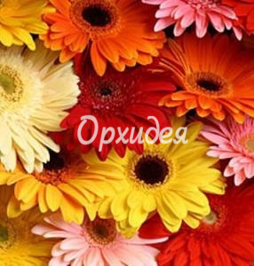 Гербера