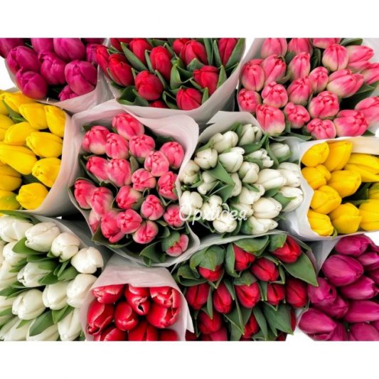 Тюльпаны в ассортименте