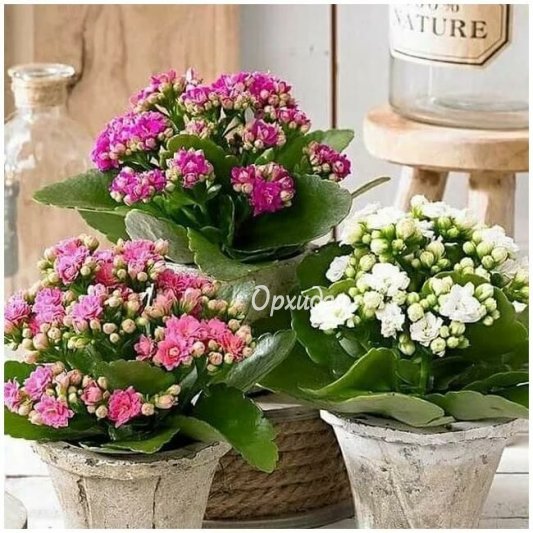 Каланхоэ в горшке