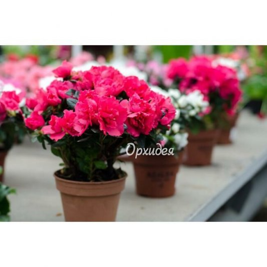 Азалия в горшке