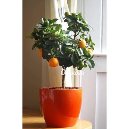 Мандариновое дерево