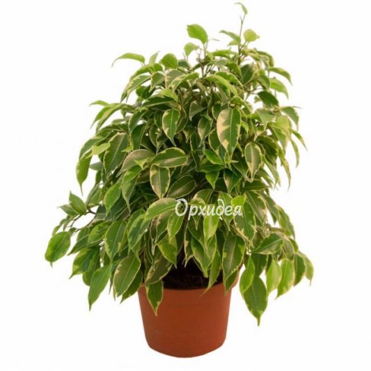 Фикус Бенджамина