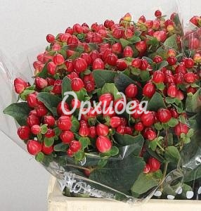 Гиперикум