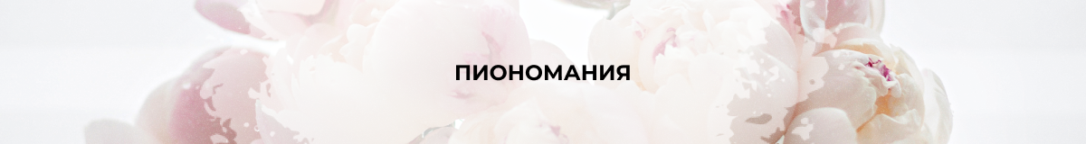 Пионы